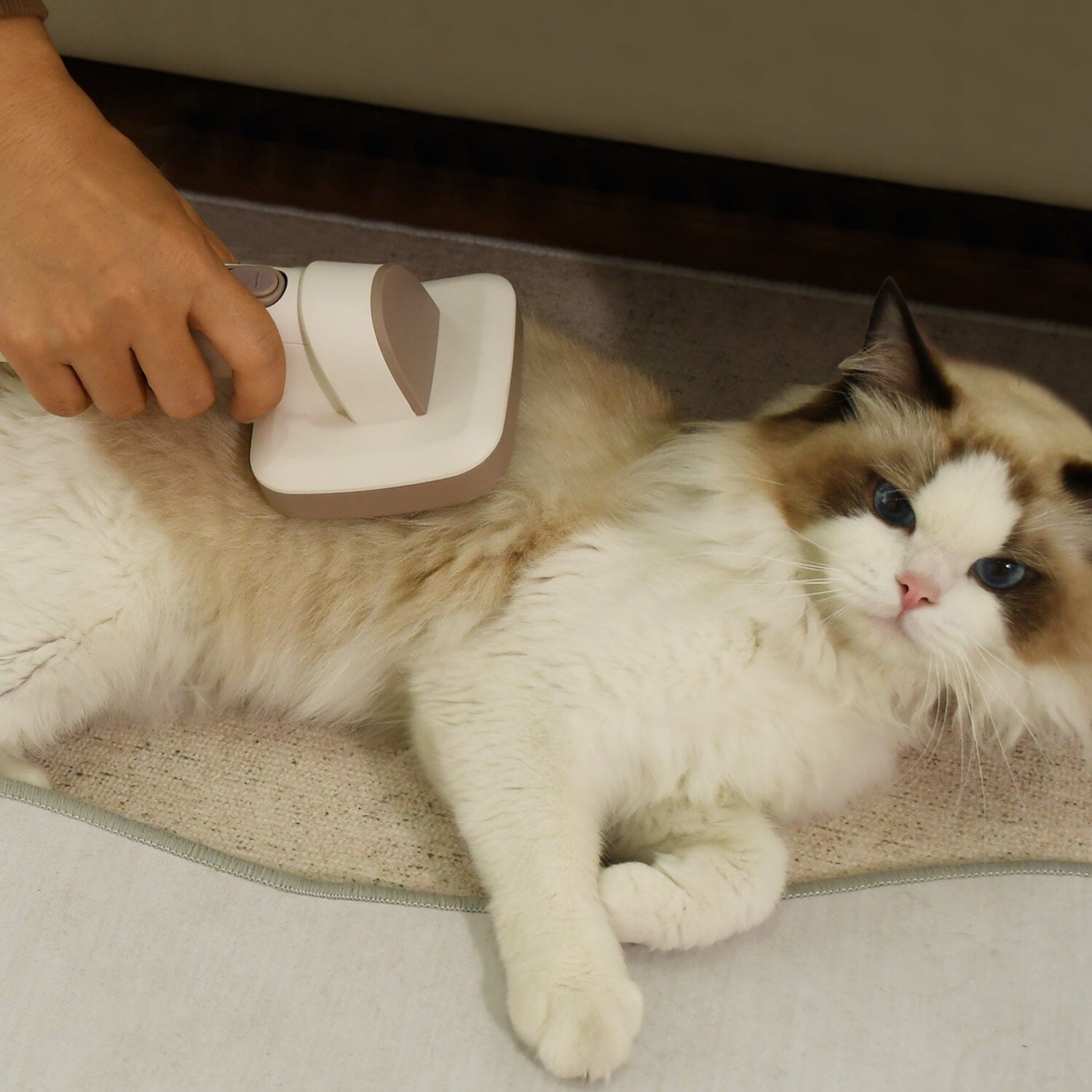In home pet grooming discount