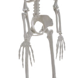 Poseable Skeleton Props for Halloween Party Decoration Halloween Living and Home 