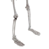 Poseable Skeleton Props for Halloween Party Decoration Halloween Living and Home 